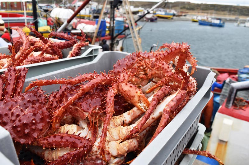 Centolla-Entera-Viva-(1)